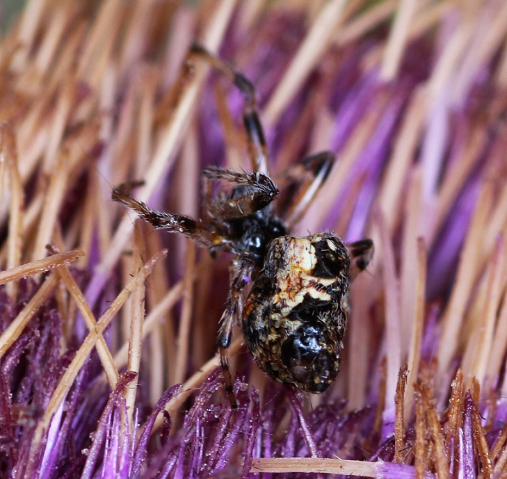Thanatus sp. (Philodromidae) che preda Cyclosa sp. - Tomaiolo Gargano (FG)