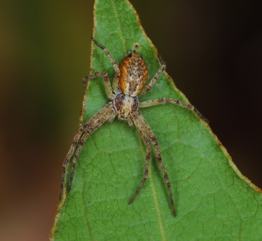 Philodromidae: Philodromus sp.  -  Manfredonia Gargano (FG)