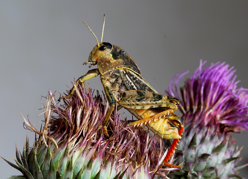 Pamphagidae:  Prionotropis appula, maschio