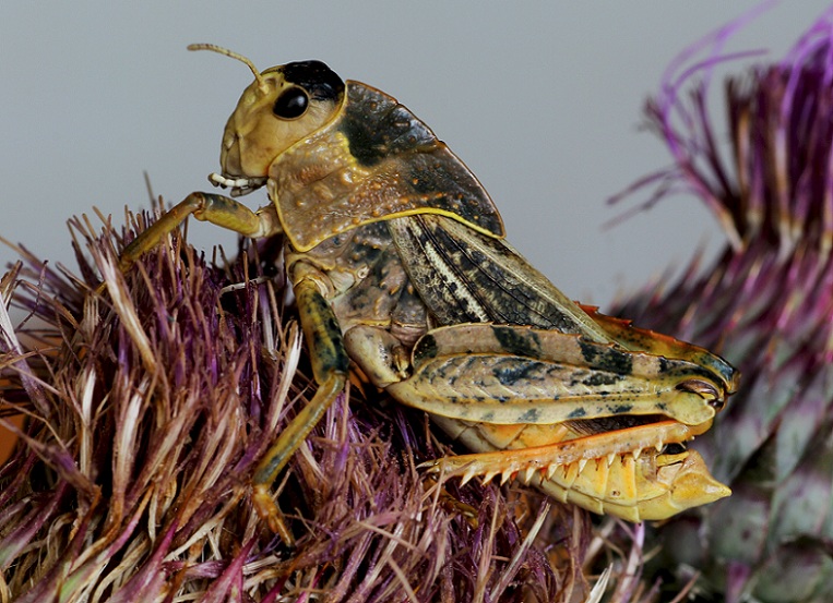Pamphagidae:  Prionotropis appula, maschio