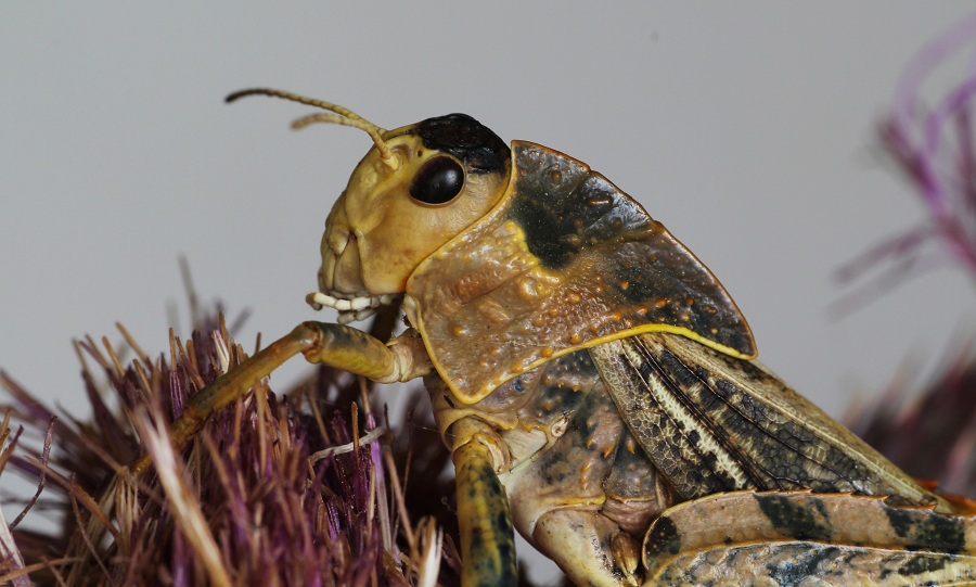 Pamphagidae:  Prionotropis appula, maschio