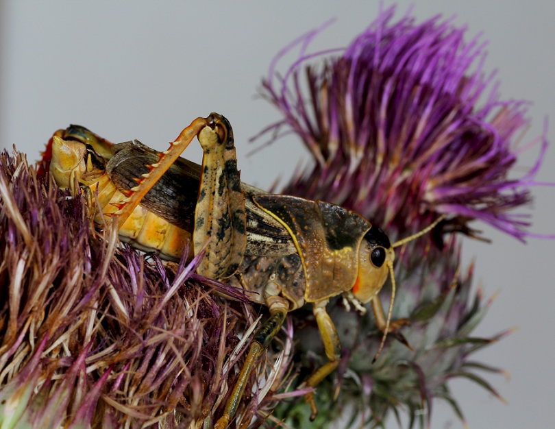 Pamphagidae:  Prionotropis appula, maschio