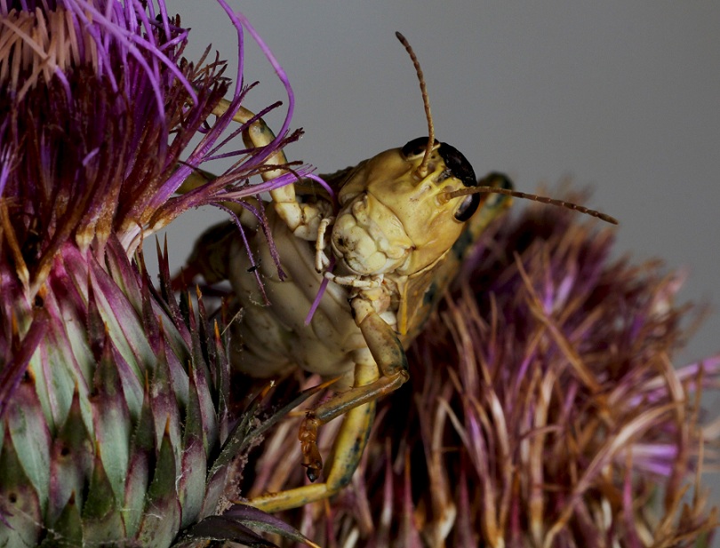 Pamphagidae:  Prionotropis appula, maschio