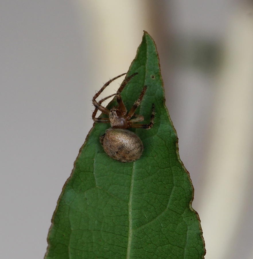 Araneidae:   Neoscona subfusca  - Manfredonia Gargano (FG)