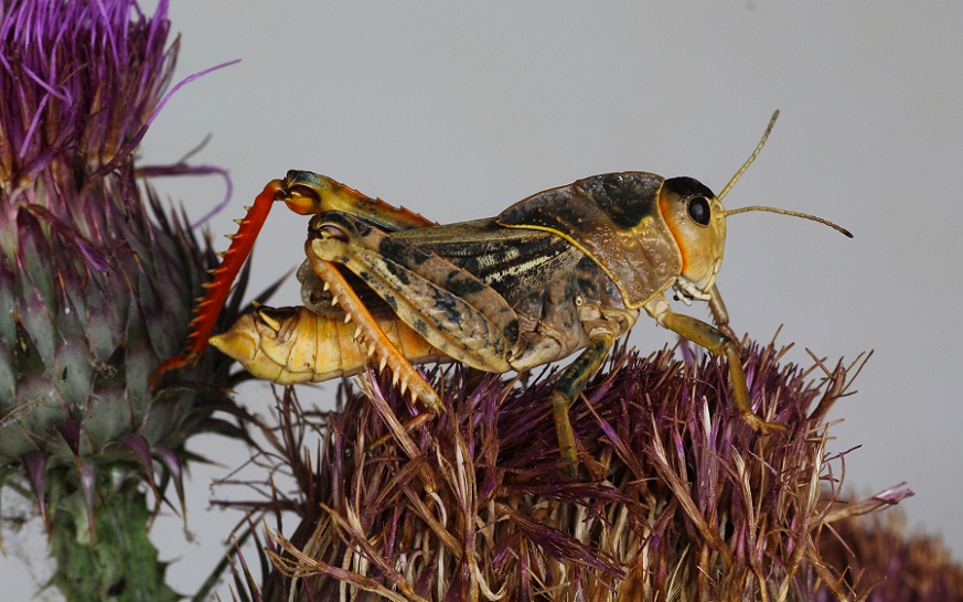 Pamphagidae:  Prionotropis appula, maschio