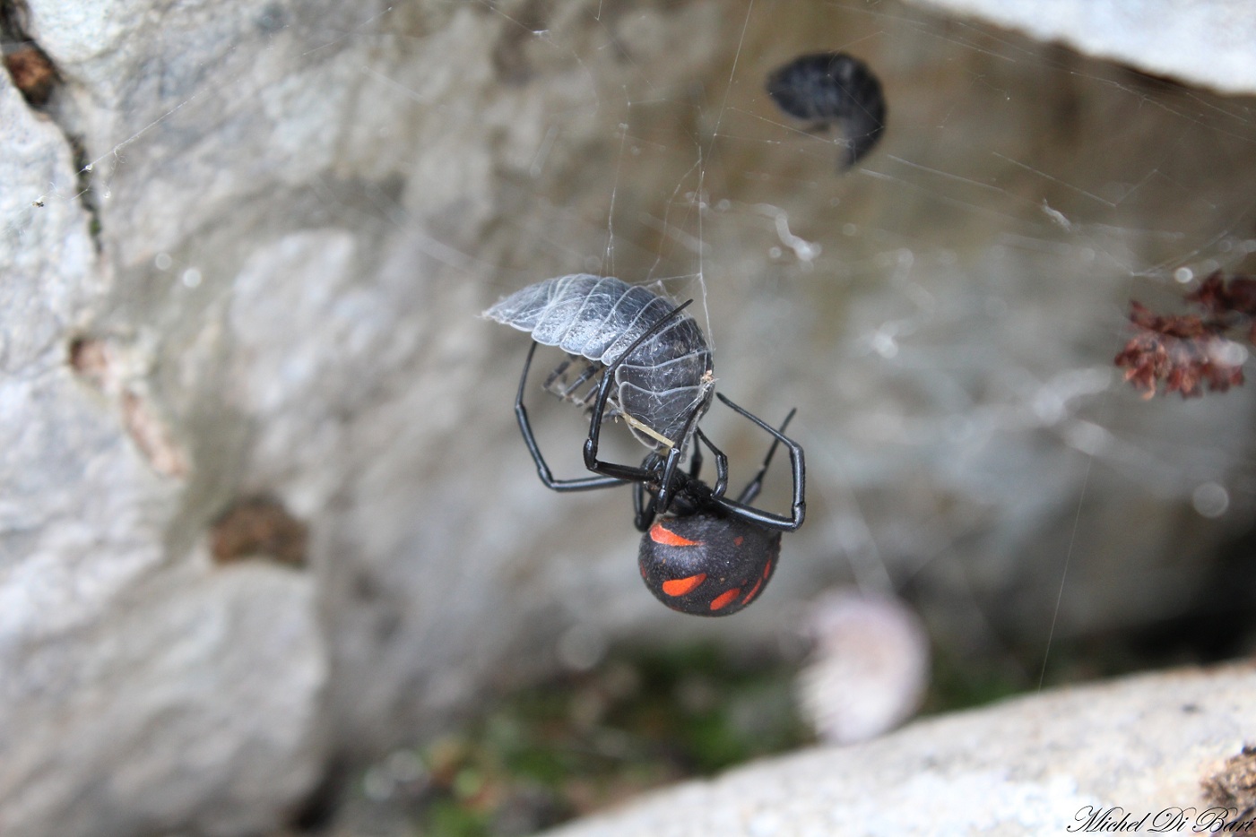 Latrodectus tredecimguttatus - S. Giovanni Rotondo (FG)