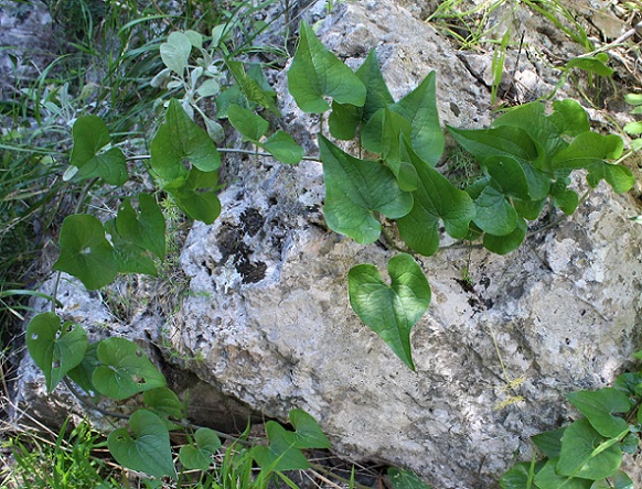 Tamus communis