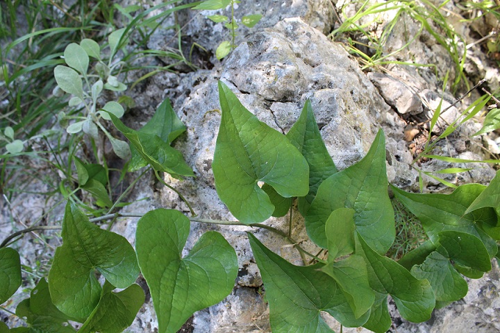 Tamus communis