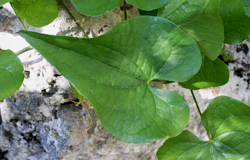 Tamus communis