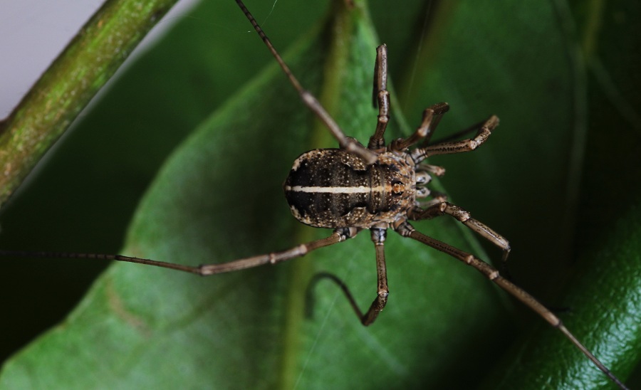 Phalangiidae: Metaphalangium sp., femmina