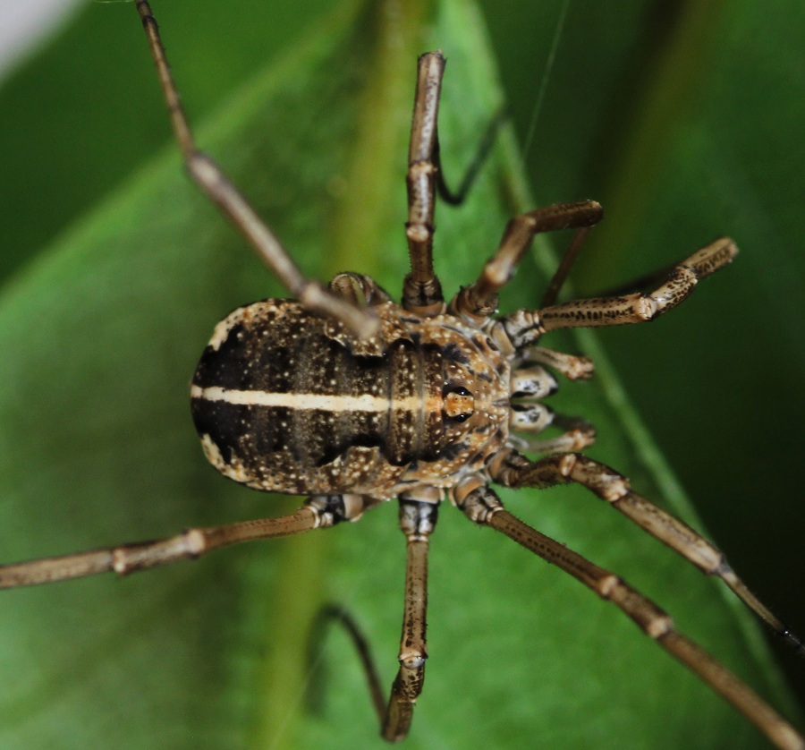 Phalangiidae: Metaphalangium sp., femmina