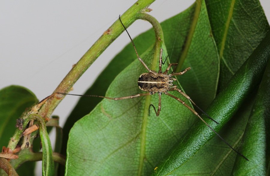 Phalangiidae: Metaphalangium sp., femmina