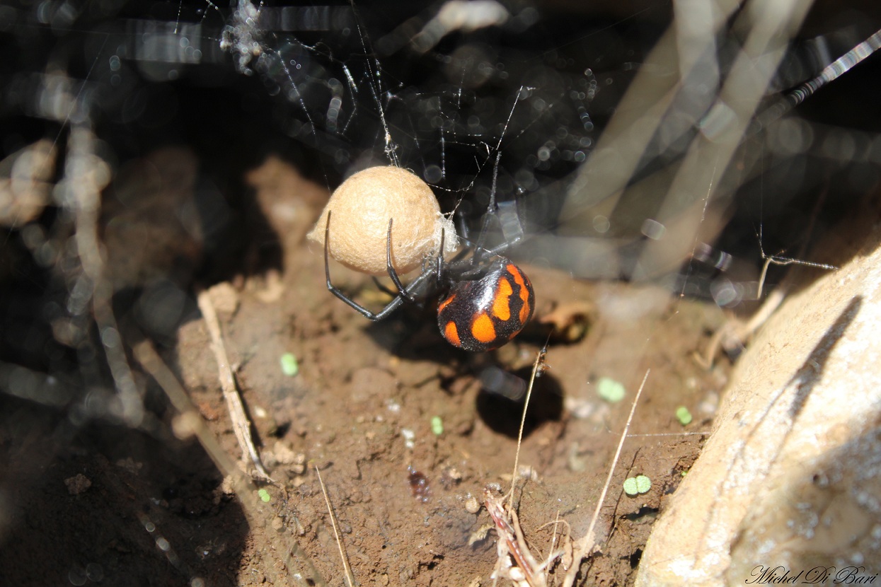 Latrodectus tredecimguttatus - S. Giovanni Rotondo (FG)