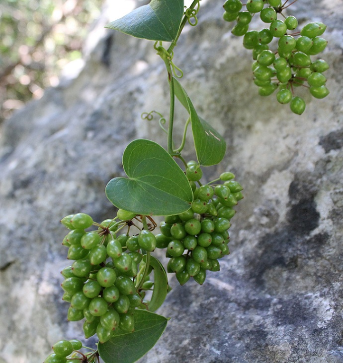 Smilax aspera / Salsapariglia