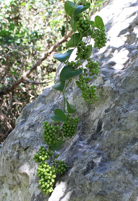 Smilax aspera / Salsapariglia