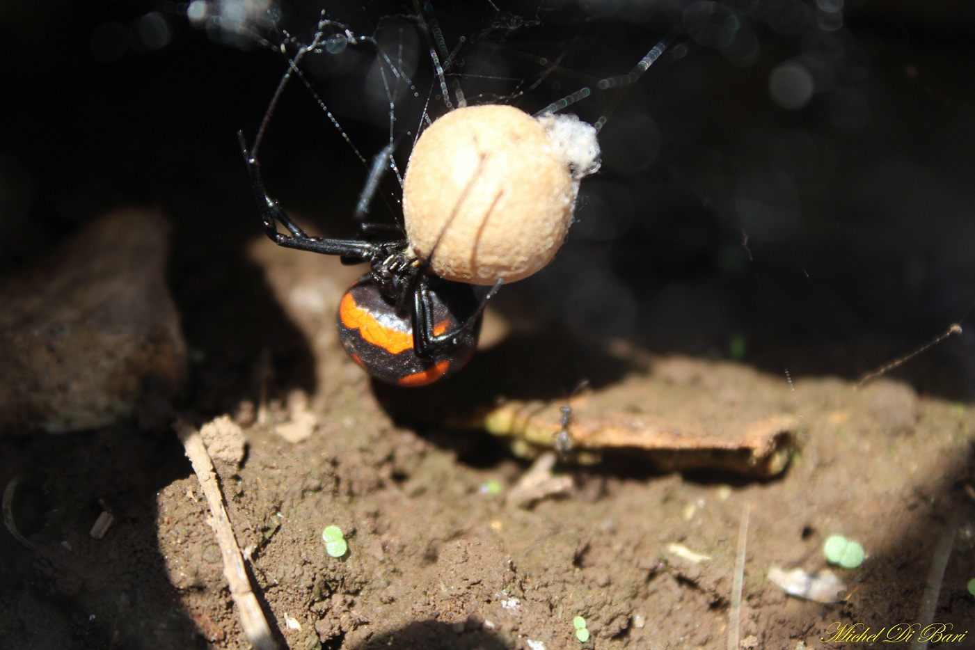 Latrodectus tredecimguttatus - S. Giovanni Rotondo (FG)