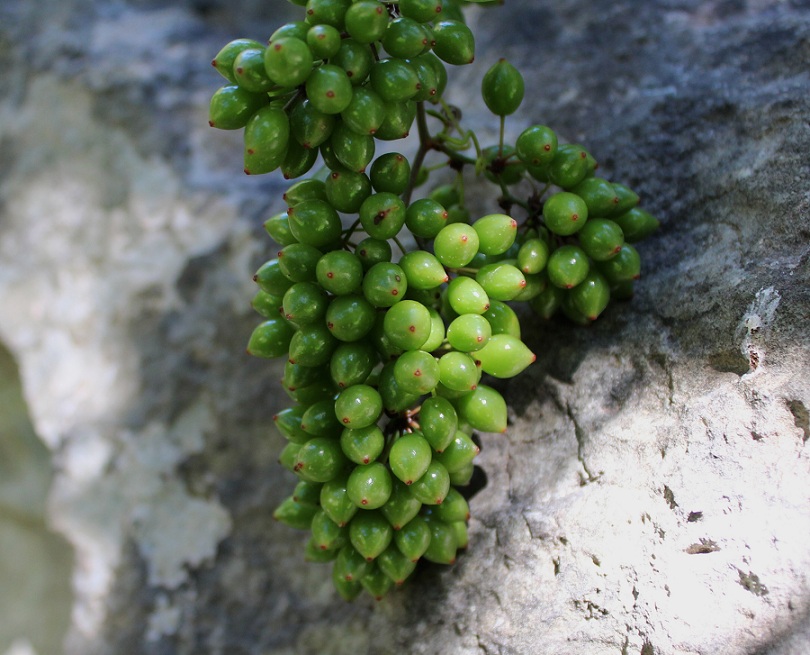 Smilax aspera / Salsapariglia