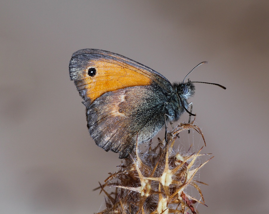 Da determinare: Maniola jurtina femmina e Coenonympha pamphilus - Nymphalidae