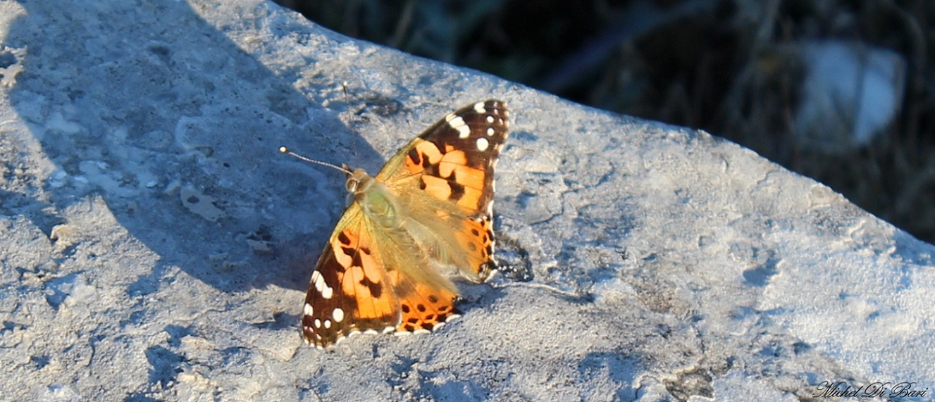 Da determinare  - Vanessa cardui