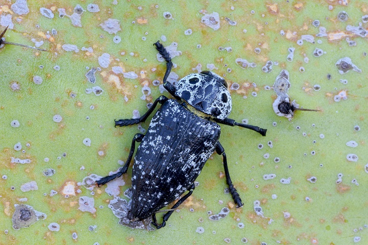 Capnodis cariosa, Buprestidae