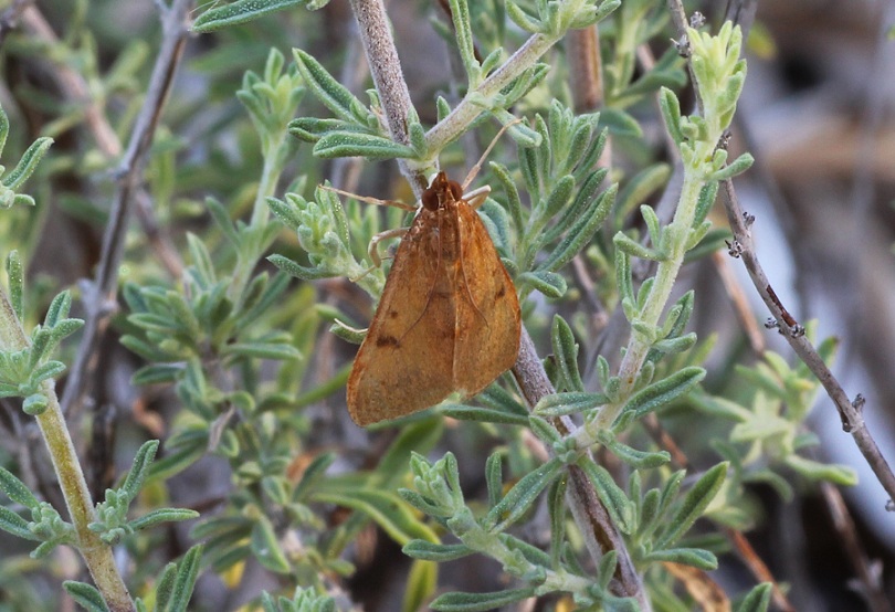 da id - Uresiphita gilvata