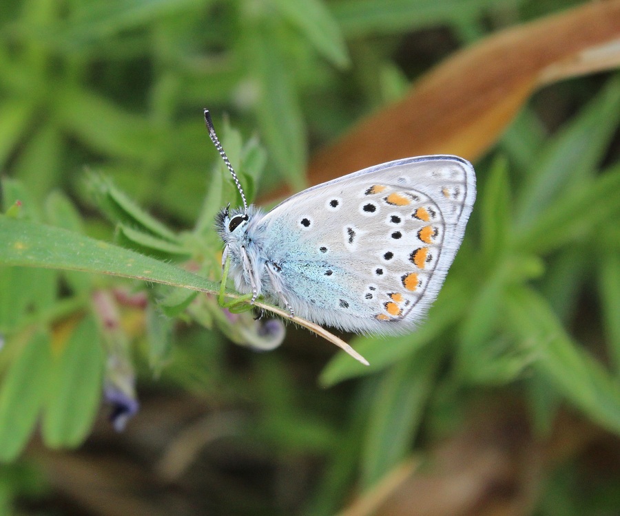 Plebejus argus ?