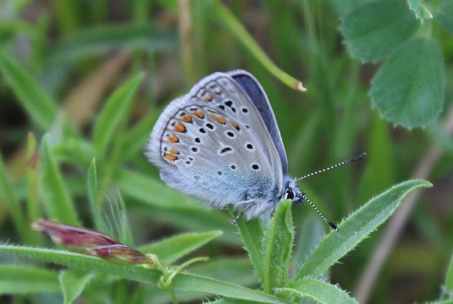 Plebejus argus ?