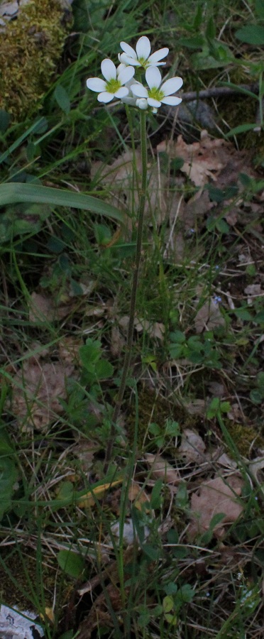 Saxifraga bulbifera / Sassifraga bulbifera