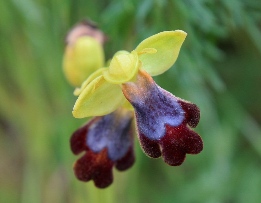 Altra ophrys da id.