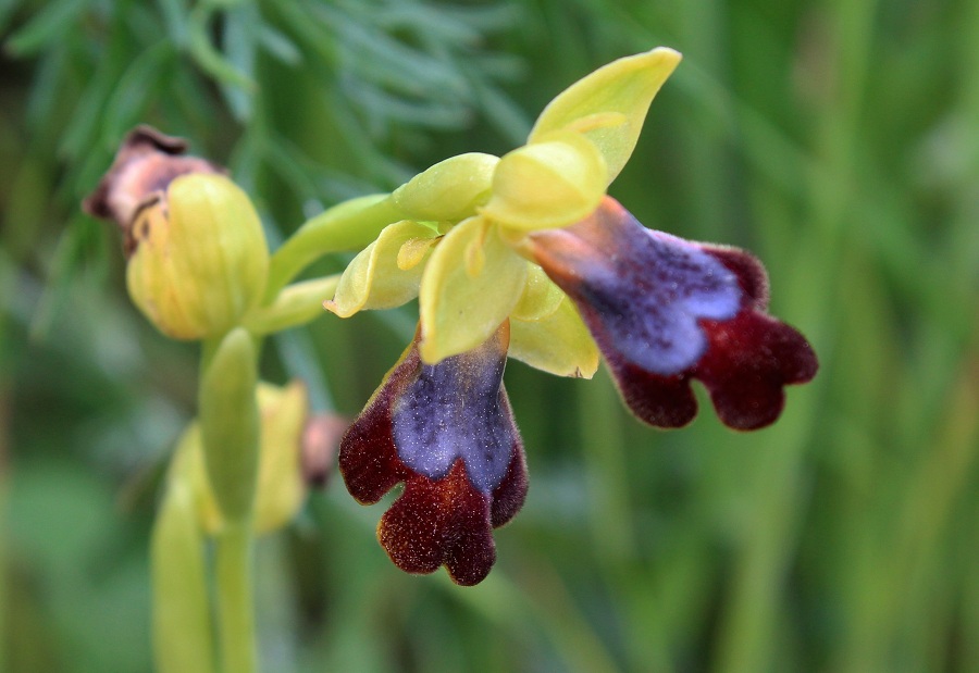 Altra ophrys da id.