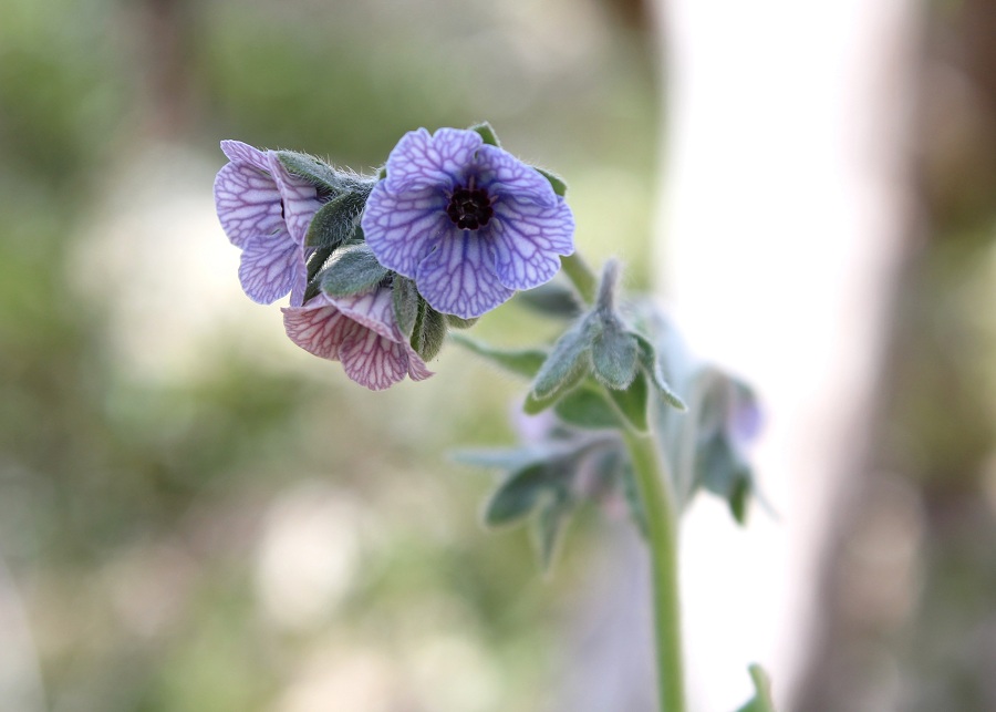 Cynoglossum creticum / Lingua di cane a fiori variegati