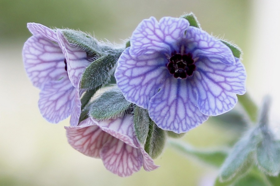 Cynoglossum creticum / Lingua di cane a fiori variegati