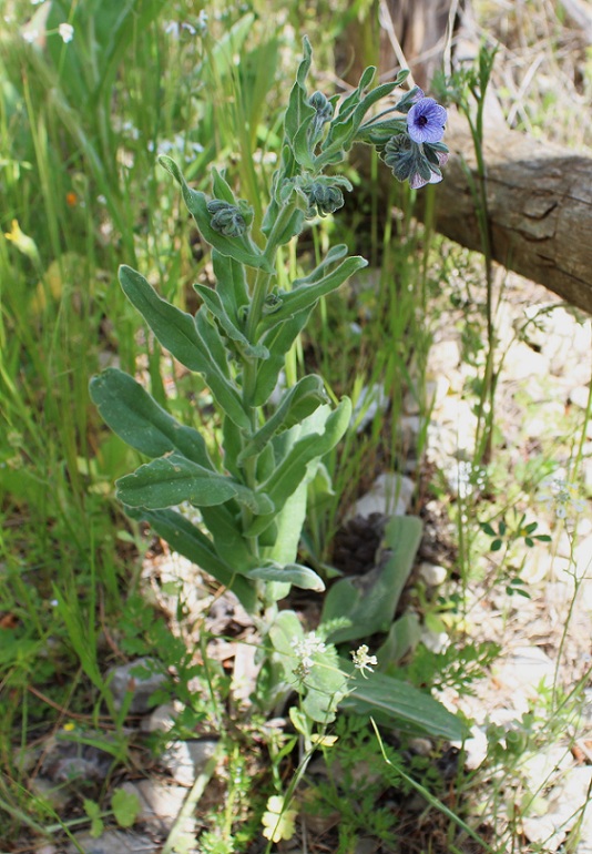 Cynoglossum creticum / Lingua di cane a fiori variegati