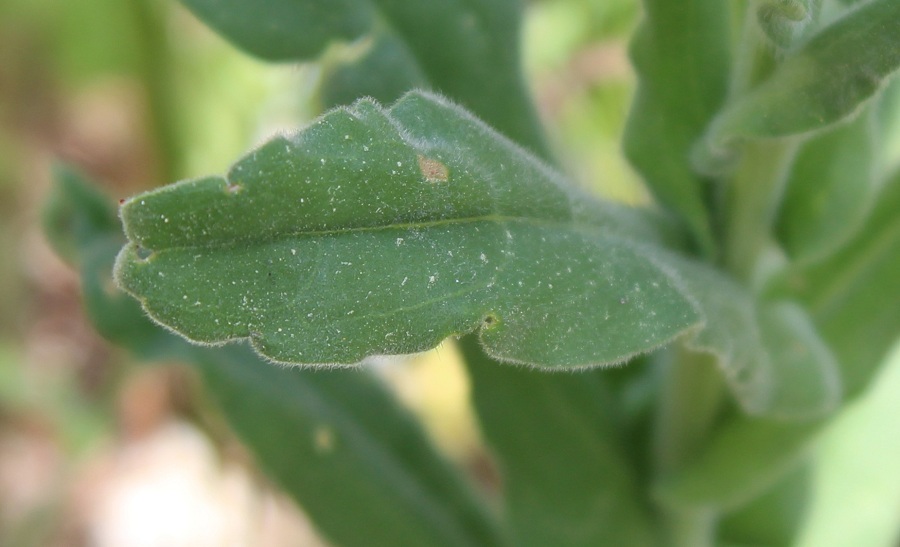 Cynoglossum creticum / Lingua di cane a fiori variegati