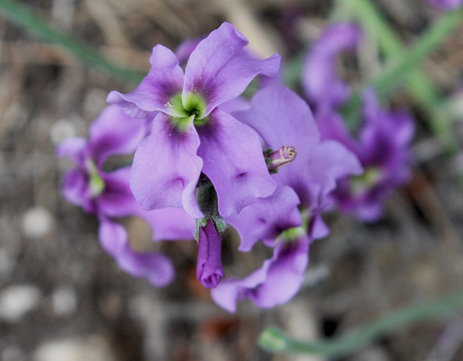 Matthiola fruticulosa