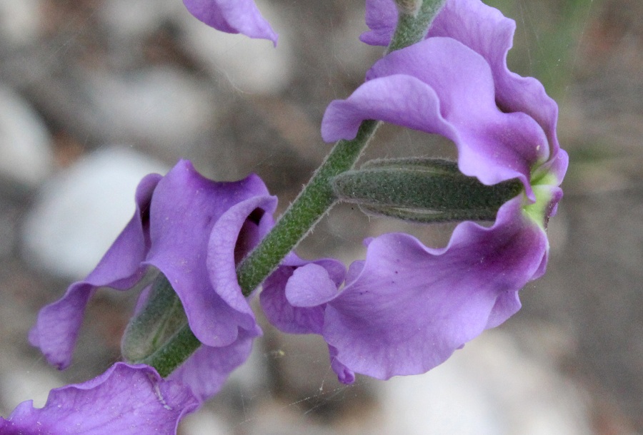Matthiola fruticulosa