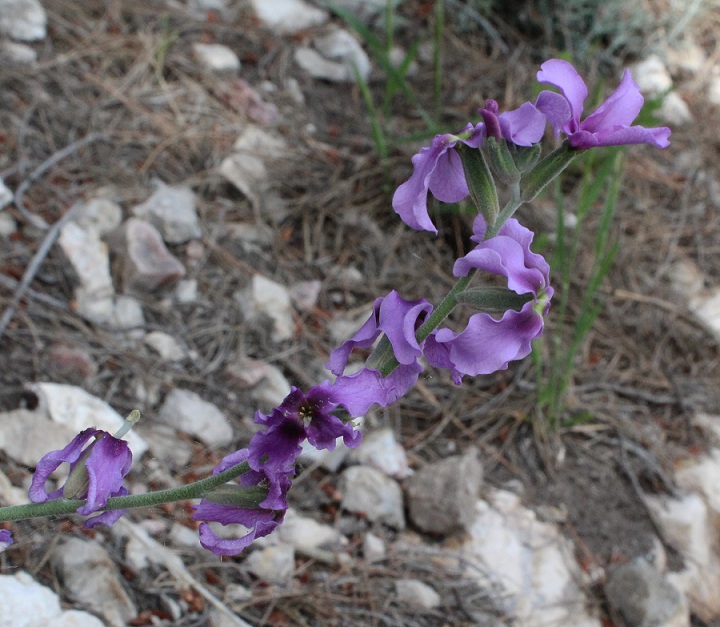 Matthiola fruticulosa