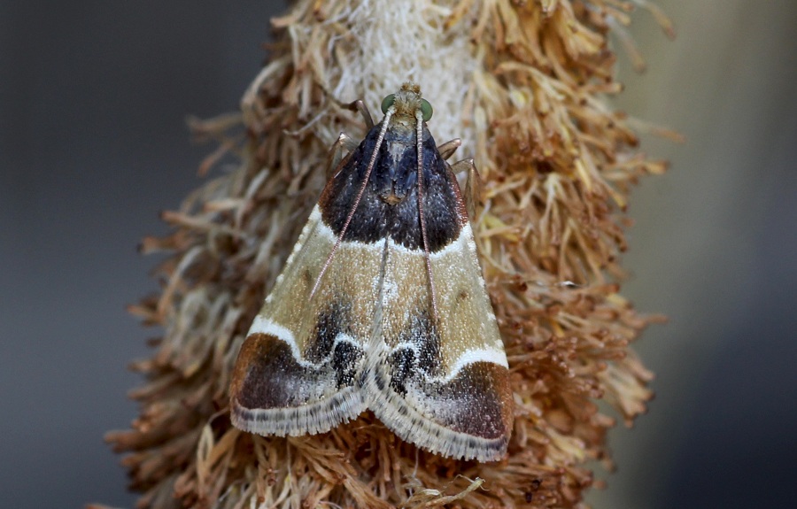 lepidottero da id - Pyralis farinalis (Pyralidae)