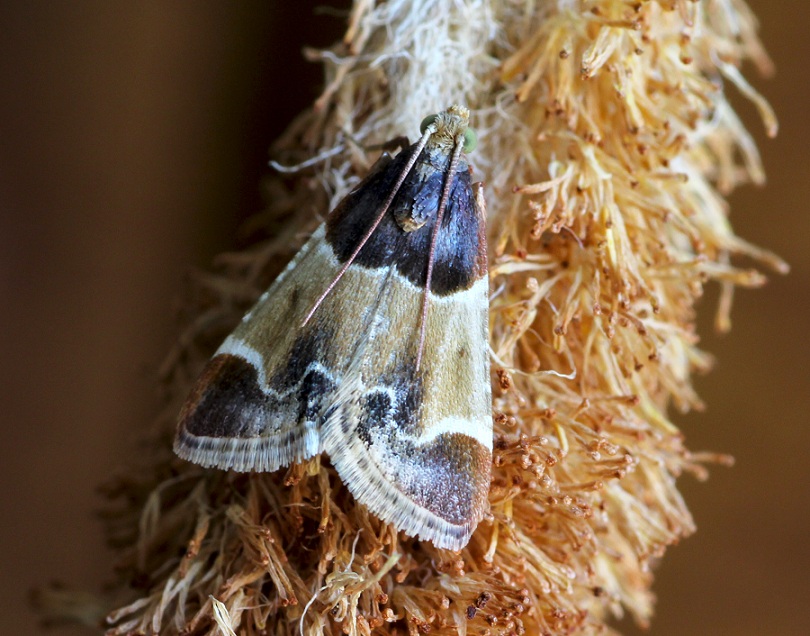 lepidottero da id - Pyralis farinalis (Pyralidae)