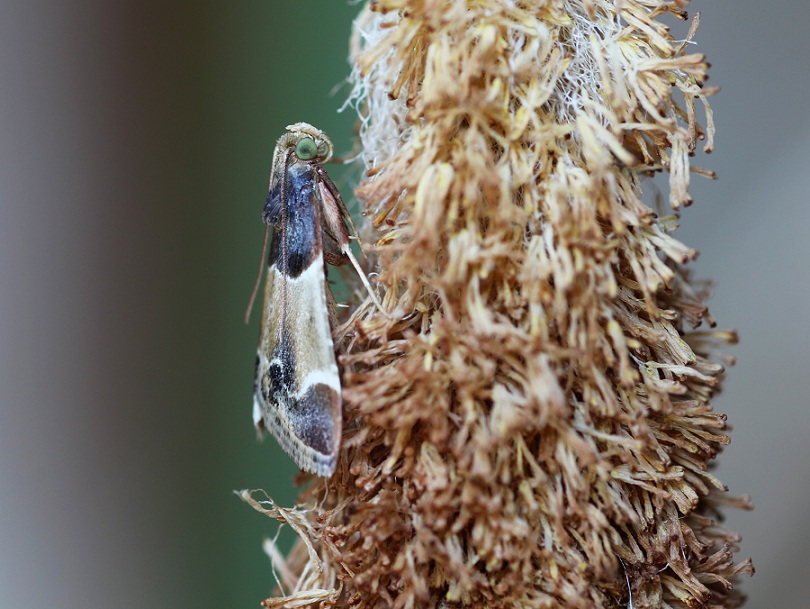 lepidottero da id - Pyralis farinalis (Pyralidae)