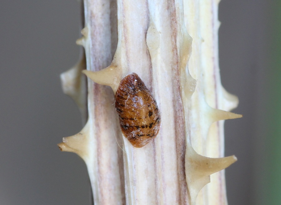 Cocciniglia? S, fam. Coccidae