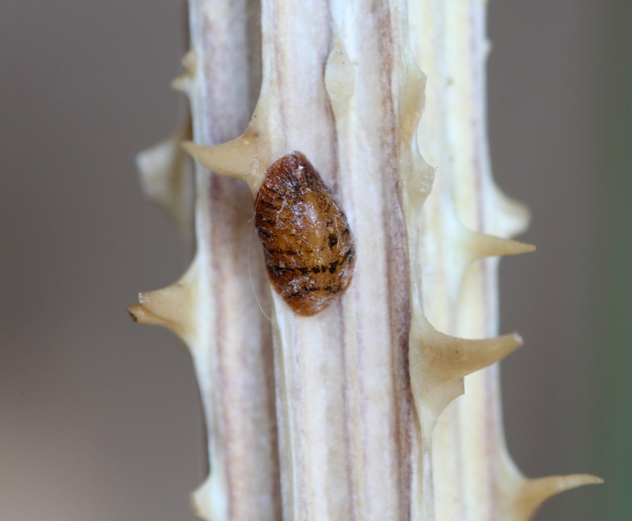 Cocciniglia? S, fam. Coccidae