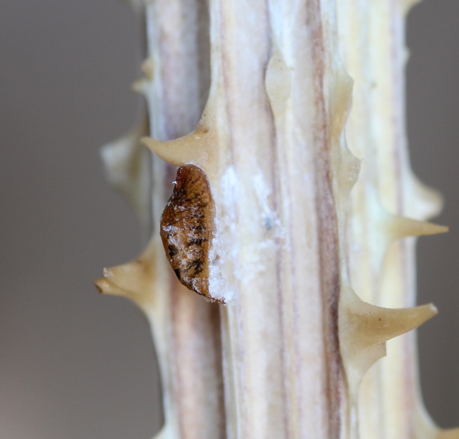 Cocciniglia? S, fam. Coccidae