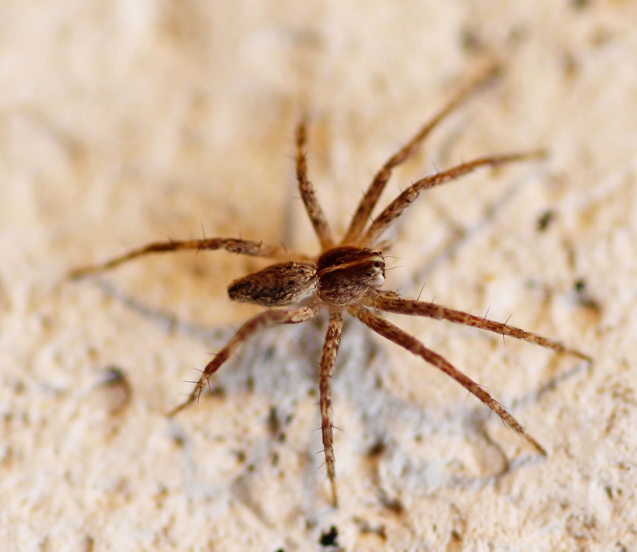 Pisaura sp. - Manfredonia (FG)