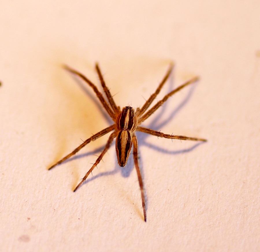 Pisaura sp. - Manfredonia (FG)