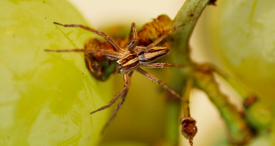 Pisaura sp. - Manfredonia (FG)