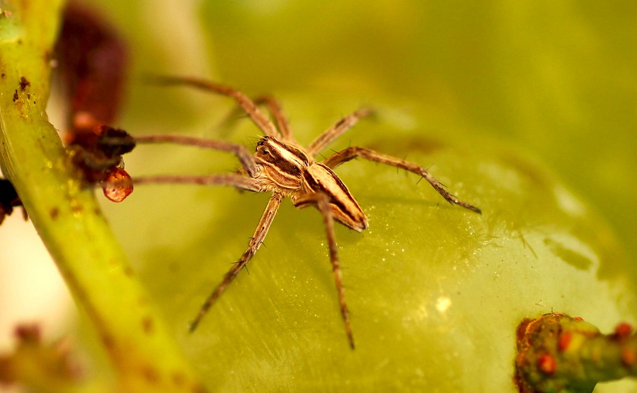 Pisaura sp. - Manfredonia (FG)