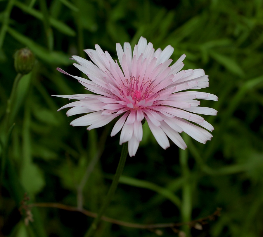 Crepis rubra / Radichella rosea