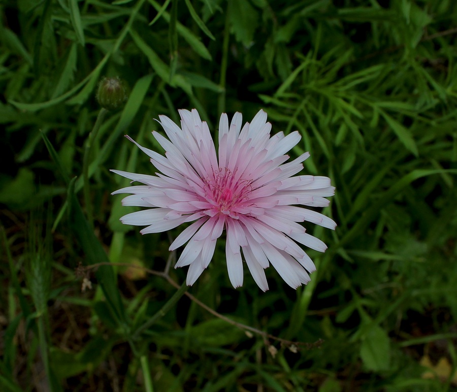 Crepis rubra / Radichella rosea