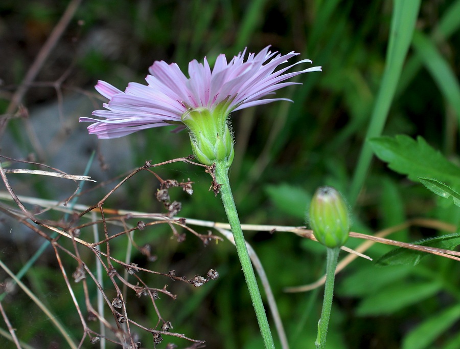 Crepis rubra / Radichella rosea